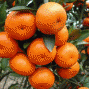 Oligi ежегодный Оранжевый